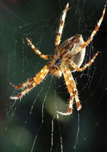 Garden cross spider against the light repairing its web