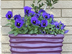 Purple pansies in purple planter against brick wall