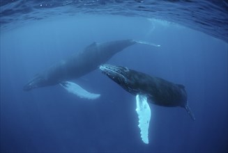 Humpback whale, mother and calf, Megaptera novaeangliae, Rurutu, Pacific Ocean, Tahiti, French