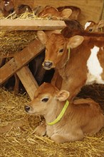 Jersey calves at their straw feeder, Westland, New Zealand, Oceania