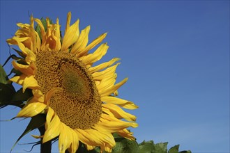 Giant sunflower against blue sky