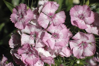 Pink dianthus flowers