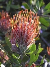 Orange protea in garden setting