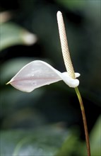 Pink flower, Arum lily, Zantedeschia aethiopica