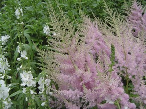 Mauve flowers on green background