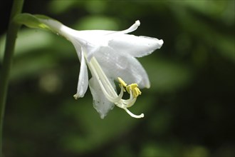 White Azalea in garden setting