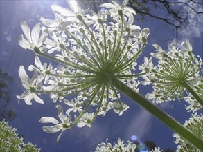 Looking up at Heracleum against a blue sky