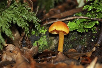 Yellow waxgill toadstool, probably a Hygrocybe species, West Coast, South Island, New Zealand,