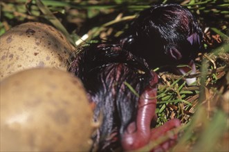 Eggs hatching in nest of the swamphen, Porphyrio porphyrio (Pukeko), West Coast, South Island, New