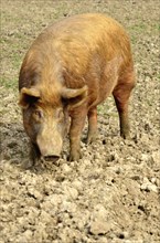 Large ginger pig in field