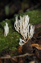 Coral fungi, genus Clavicorona, West Coast, South Island, New Zealand, Oceania