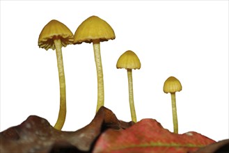 Clear cut image of 4 yellow waxgill toadstools, Hygrophorus salmonipes