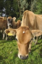 Young jersey calf distorted by wide angle lens