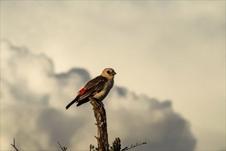 Small bird on branch in Samburu park, Kenya. Image of small bird on branch in Samburu park, Kenya,