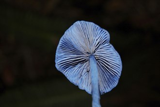 Underside of blue toadstool, Entoloma hochstetteri