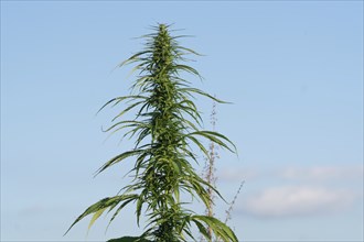 Marijuana plant at outdoor cannabis farm field