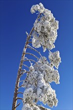 Snow-capped fir tree in Black Forest, Kaltenbronn, Germany, Europe