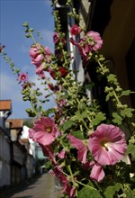 Hollyhocks in the Oluf-Samson-Gang, Flensburg, Schleswig-Holstein, Germany, Europe