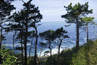 Pine trees in San Sebastián