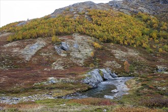 River valley during Indian summer in the Grimsdal National Reserve in Norway