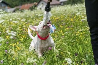 Portrait photo of white bull terrier outdoors on a sunny day, young purebreed bull terrier