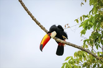 Close-up of a Toco toucan on bare branch against bright sky, Pantanal Wetlands, Mato Grosso,