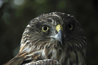 Portrait of Australasian Harrier Hawk, Circus approximans, New Zealand, Oceania