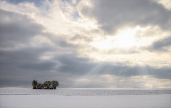 Meadow covered in snow, a cluster of trees and a dramatic sky sun rays piercing through the clouds.