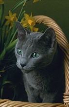 Russian blue cat, breeding-cat, 4 years old