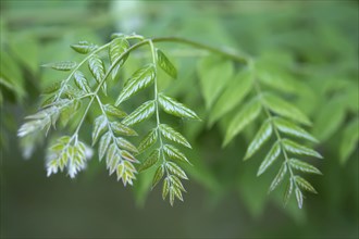 Branch of a Kentucky Coffeetree (lat. Gymnocladus dioicus)