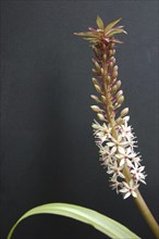 Eucomis flowers against black background