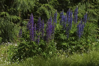 Narrow-leaved lupin