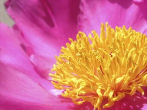 Pink and yellow peony