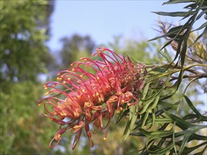 Red flower of grevillea robusta