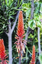 The Aloe plant is known for its medical properties, but not everyone knows its aesthetic