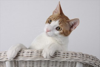 Domestic cat, dark red-white, in basket chair, Felis silvestris forma catus, Domestic-cat,