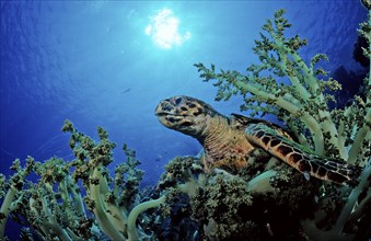 Hawksbill turtle eats soft corals, Eretmochelys imbricata, Egypt, Zabargad, Zabarghad, Red Sea,