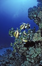 Diver and bannerfish, Red Sea bannerfish, Heniochus intermedius, Egypt, Sha'ab Marksur, Red Sea,