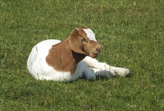 Baby boer goat sat in a field surrounded by grass in spring time