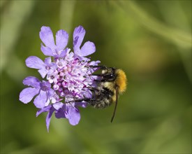 Bee on Devils Bit Scabious wild flower