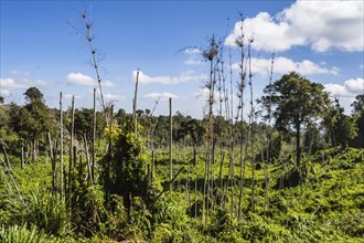 View of the lush vegetation of Aberdare Park in central Kenya