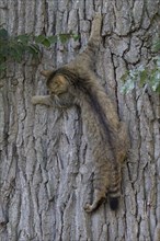 Wildcat climbs down an oak tree