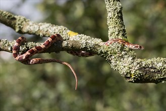 Climbing corn snake in a tree, side view