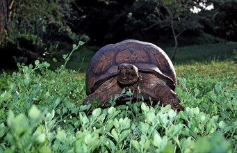 Leopard tortoise, panther tortoise, Testudo pardalis, Geochelone pardalis, South Africa, Addo