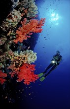 Diver and colourful coral reef, Egypt, Africa, Sinai, Ras Mohammed, Red Sea, Africa