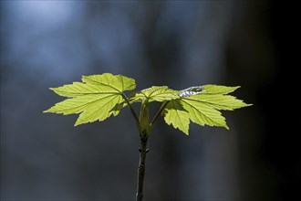 New growth of sycamore leaves in springtime