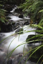 Beehives Creek on Mount Mason, West Coast, South Island, New Zealand, Oceania