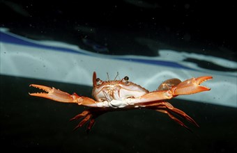 Red swimming crab, Portunus convexus, Djibouti, Djibouti, Africa, Afar Triangle, Gulf of Aden, Gulf