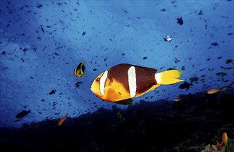 Clark's anemonefish, Amphiprion clarkii, Maldives, Indian Ocean, Ari Atoll, Asia