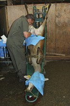 GREYMOUTH, NEW ZEALAND, CIRCA 2006: A vet uses a laparascope to find the uterus of a hind during an